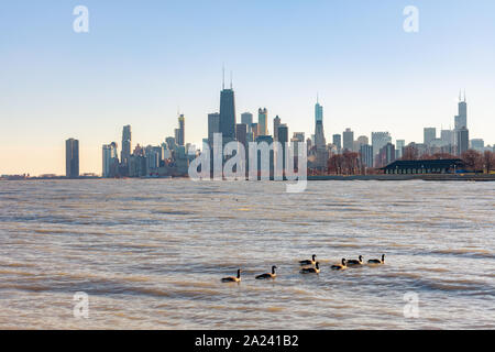 Skyline von Chicago gesehen von der Lakeview Nachbarschaft mit Gänsen Stockfoto