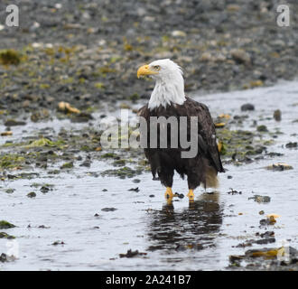 Ein Weißkopfseeadler (Haliaeetus leucocephalus) Sucht nach Essen am Strand bei Ebbe. Port Hardy, British Columbia, Kanada. Stockfoto