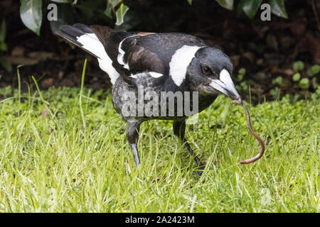 Australische Magpie Fütterung auf Worm Stockfoto
