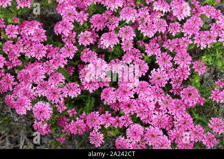 Rosa Reis Blume von Western Australia Stockfoto