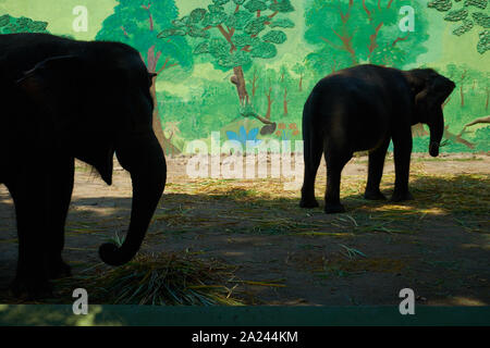 Elefanten essen beschäftigt, während er sich morgens Fütterung in ihrem Gehege im Zoo in Surabaya, Indonesien. Stockfoto