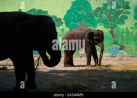 Elefanten essen beschäftigt, während er sich morgens Fütterung in ihrem Gehege im Zoo in Surabaya, Indonesien. Stockfoto