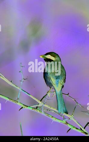 Braun shrike (Lanius cristatus) Vogel hocken auf einem Toten banch Stockfoto