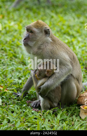 Ein erwachsenes Weibchen macaque Affen stillen ihr Baby Stockfoto