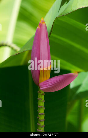 Banane Blume Blüte zwischen den grünen Blättern Stockfoto