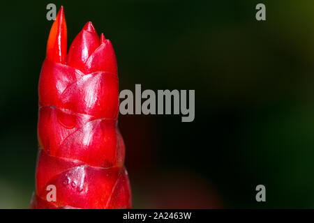 Ingwer Blume Nahaufnahme mit verschwommenen Hintergrund Stockfoto