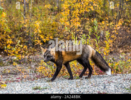 Ein wildes Cross Fox, eng mit Red Fox, Roaming durch den Wald und sah in die Kamera. Herbst Farben signal Wechsel der Jahreszeiten. Stockfoto