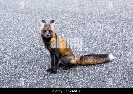 Fox im Norden Kanadas sitzen auf dem Cassiar Highway. Autos stoppen zu schauen, aber er ist nicht gestört. Stockfoto