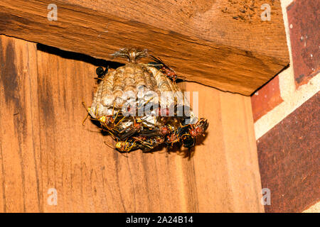 Rotes Papier Wespen, feldwespe Carolina, auf ein großes Nest aus einem Zaun ausgesetzt Stockfoto