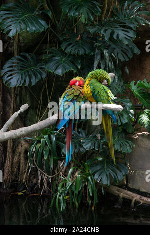 Papageien im Regenwald Pyramide Moody Gardens, eine pädagogische Touristenattraktion in Galveston, Texas Stockfoto