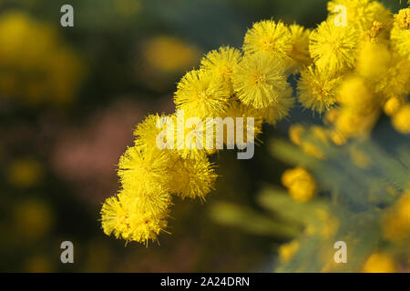 Mimosen, Blumen oder Acacia dealbata Symbol für den Internationalen Tag der Frau am 8. März auch bekannt als empfindliche Pflanze, Silber oder blau Flechtwerk Flechtwerk Stockfoto