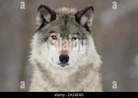 Timber Wolf Stockfoto