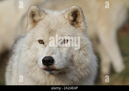 Polarwolf Stockfoto