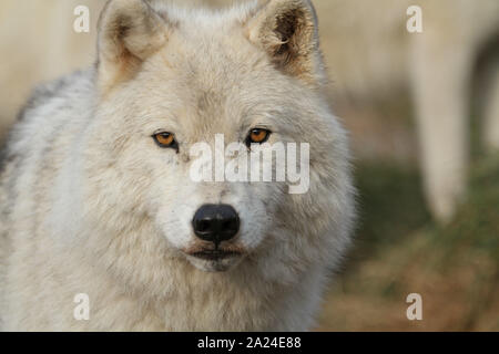 Polarwolf Stockfoto