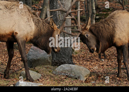 Elk Bullen kämpfen Stockfoto