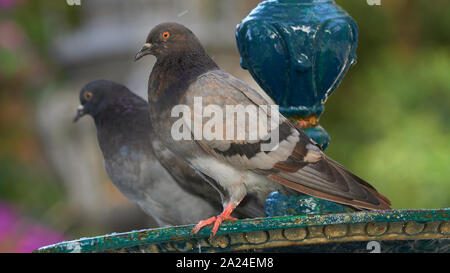Paar Rock Tauben Columba livia auf Eisen Brunnen Cadiz Spanien Stockfoto