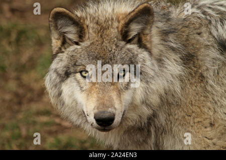 Timber Wolf Stockfoto