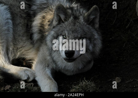 Timber Wolf Stockfoto