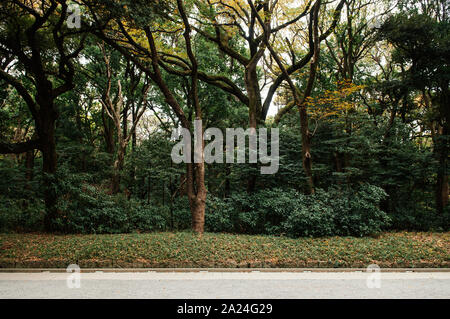 Big Tree in Meiji Jingu-Schrein üppiger Wald und Yoyogi Park in Tokio mit friedlichen Atmosphäre Stockfoto