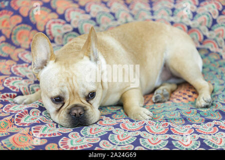 Sleepy Frenchie liegend im Bett. Stockfoto