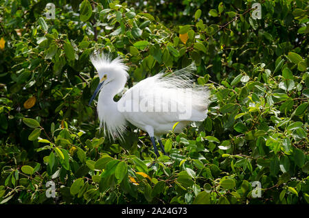 Eine verärgerte Silberreiher (Ardea alba) auf einer Mangrove Tree gehockt Stockfoto