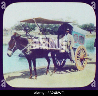 Peking-Pangborn auf Pferdeschlitten Warenkorb sitzt Stockfoto