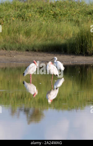 Die Gruppe der weißen amerikanischen Ibisse Angeln in der Galveston Bay und im Wasser widerspiegelt Stockfoto