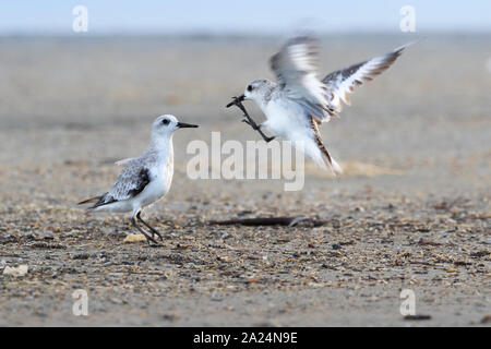 Zwei kämpfende Sanderlings (Calidris alba) am Ostende Strand, Galveston, USA Stockfoto