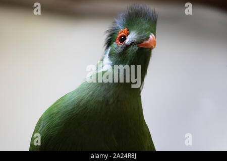 White-Cheeked Turaco Vogel Tauraco leucotis Portrait Nahaufnahme Gesicht Stockfoto