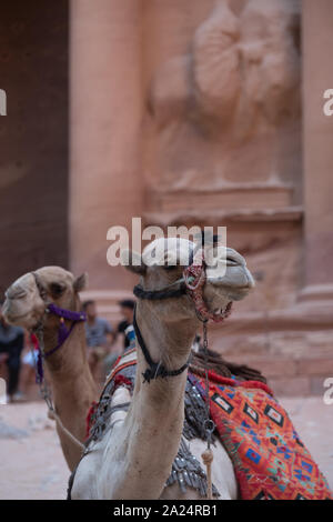 Kamel liegt in der Nähe des Treasury Al Khazneh in die Felsen an Petra, Jordanien geschnitzt Stockfoto