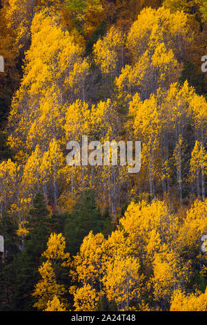 Erstaunlich Herbst bunte Laub an in Dombås Dovre Kommune, Nord-Norwegen, Norwegen. Die gelbe Bäume sind gemeinsame Aspen, Populus tremula. Stockfoto