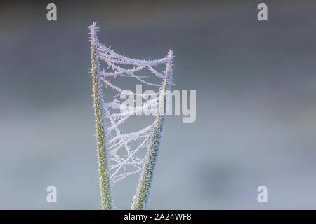 Gefrorene spinnen Web auf einem kalten Herbst morgen Stockfoto