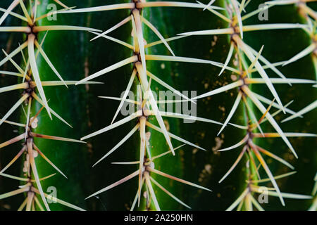 Grünen Kaktus mit Stacheln Makro anzeigen Stockfoto