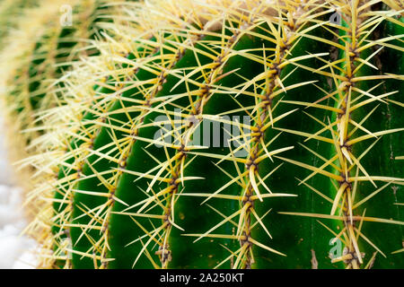 Grünen Kaktus Makro mit Spikes Stockfoto