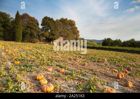 Ein Feld der Kürbisse in der Nähe von Gordes, Provence, Frankreich Stockfoto