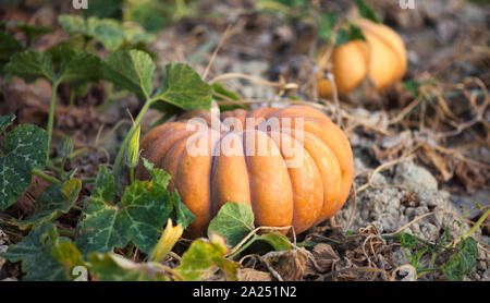 Musquee de Provence (Märchen) Kürbis in einem Feld im Luberon, Frankreich Stockfoto