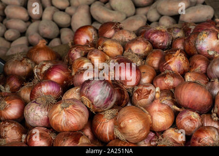 Indien export organischer Zwiebeln spice Zutat in Bangladesch Stockfoto