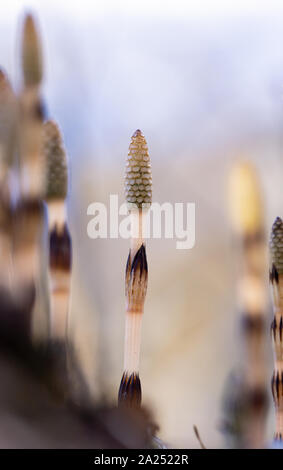 Gemeinsame Schachtelhalm, Equisetum arvense. Fruchtbare Triebe, Ende April. Stockfoto