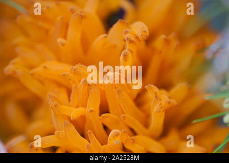 Telia emerging von Juniper Rinde, Birne Rost (Gymnosporangium sabinae) Stockfoto