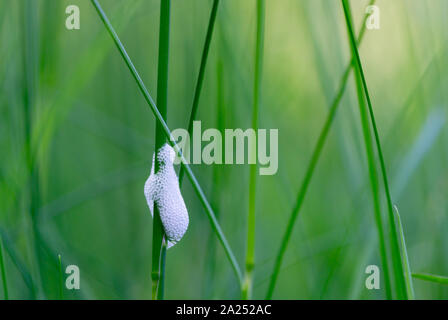 Frosch spucken auf Gras Nahaufnahme Stockfoto