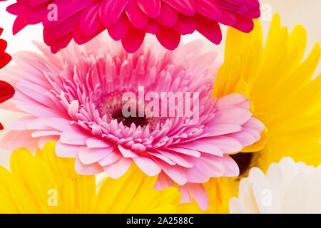 Blumen Urlaub oder Geburtstag Hintergrund der bunten Gerber close-up Stockfoto