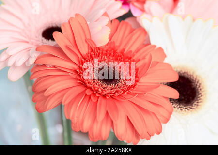Blumen Urlaub oder Geburtstag Hintergrund der Gerber close-up Stockfoto