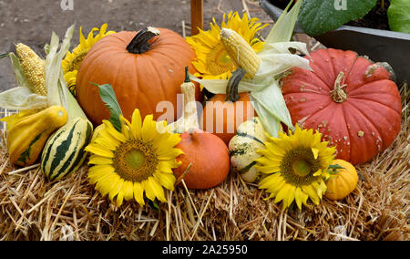 "Erntedank" Anordnung mit Blumen, Gemuese und Obst. Thanksgiving Blumen, Gemüse und Obst. Stockfoto