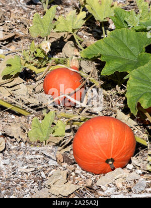 Hokkaido, ist ein Speisekuerbis und eine schoene attraktive Gartenfrucht. Hokkaido, ist ein essbarer Kürbis und einem schönen Garten Obst. Stockfoto