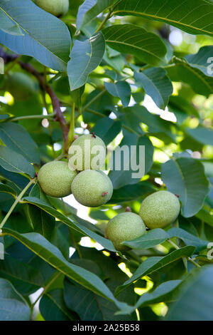 Frische Walnüsse Hängen an einem Baum in der blauen Hintergrund. Grüne Walnuß-Brunch mit unreife Früchte im Garten. Stockfoto