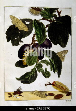 Schmetterlinge und Pflanzen, Illustration von 'Flora und Sylva" von W. Robinson, London. 1905 Stockfoto