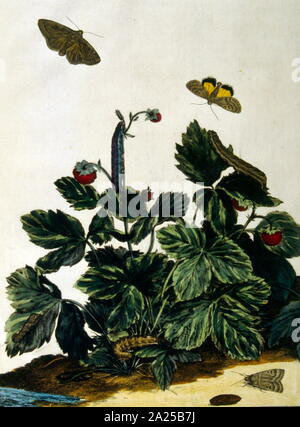 Schmetterlinge und Pflanzen, Illustration von 'Flora und Sylva" von W. Robinson, London. 1905 Stockfoto