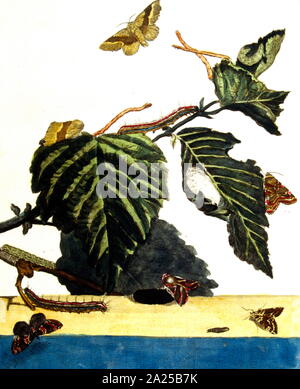 Schmetterlinge und Pflanzen, Illustration von 'Flora und Sylva" von W. Robinson, London. 1905 Stockfoto