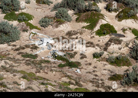 Kangaroo Island, Australien, juvenile Buckelwal Knochen in Sand am Seal Bay Stockfoto