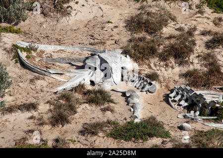 Kangaroo Island, Australien, close-up der Jugendlichen Buckelwal Knochen in Sand am Seal Bay Stockfoto